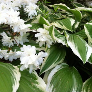 friends matter hosta