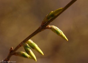 forsythia April 1