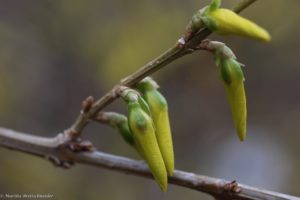 forsythia April 3