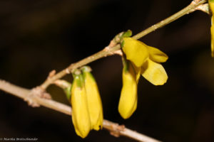forsythia April 4