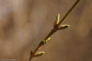 forsythia March 22