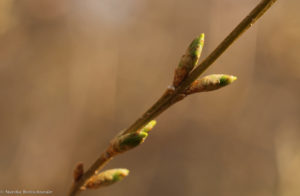 forsythia March 23