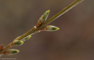 forsythia March 25