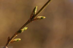 forsythia March 26