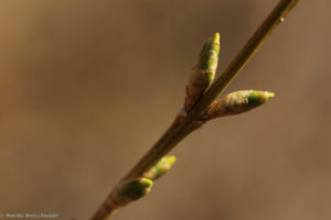 forsythia March 27
