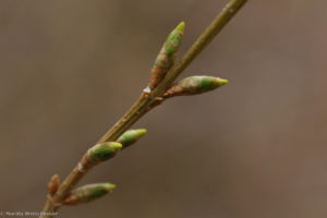 forsythia March 28