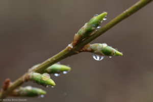 forsythia March 29