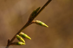 forsythia March 31