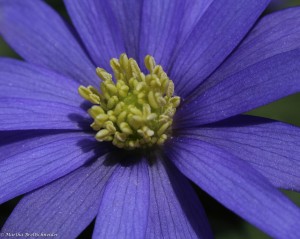 anemone blanda