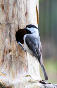 chickadee 2