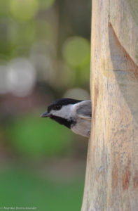 chickadee emerging
