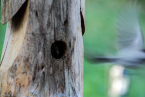 chickadee fleeing-2