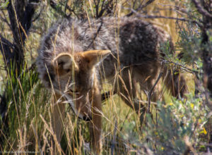 Coyote in Yellowstone