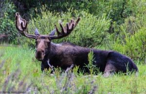moose 2