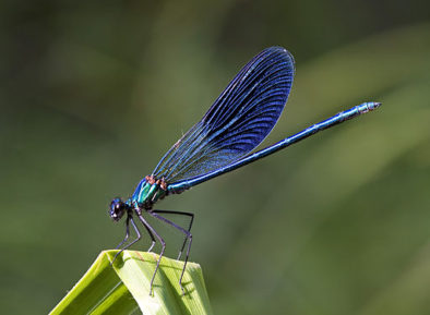 Dragonflies vs. Damselflies, and Why I'm Going Damsel - Martha ...