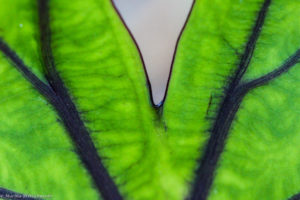 V is for veins and variegation