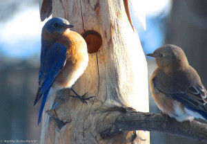 bluebird pair