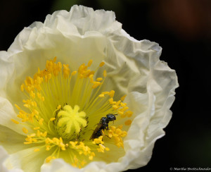 i is for insect in icelandic poppy