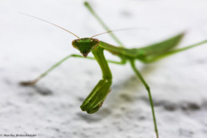 praying mantis 1