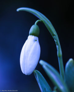 snowdrop 2015