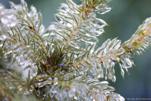 icy conifer