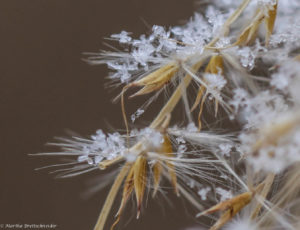 snow on miscanthus