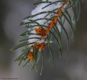 snow on pine
