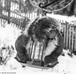 squirrel couple raiding feeder