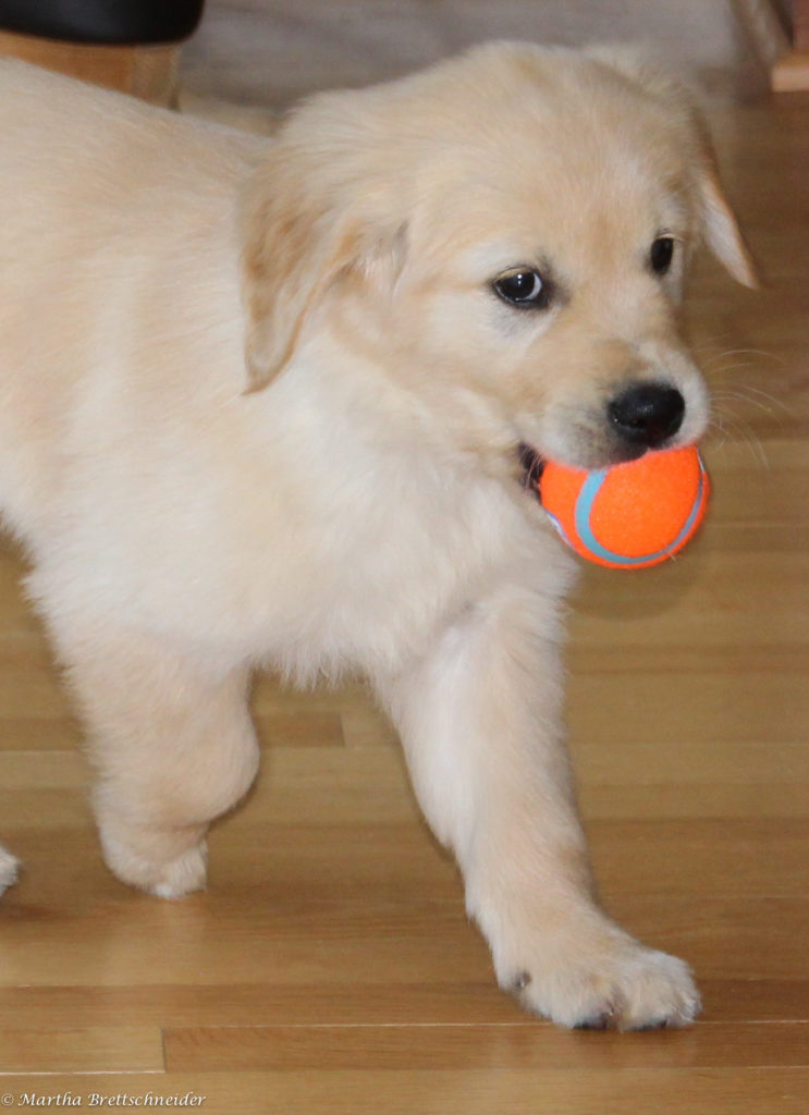 Apollo with ball
