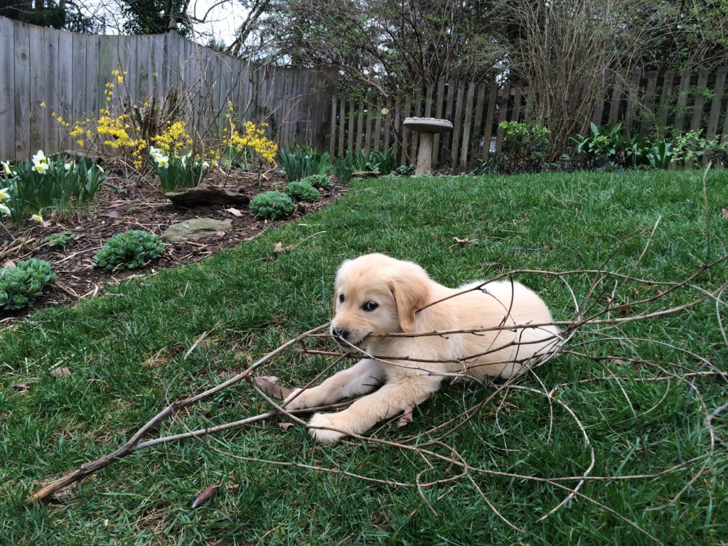 Apollo with stick