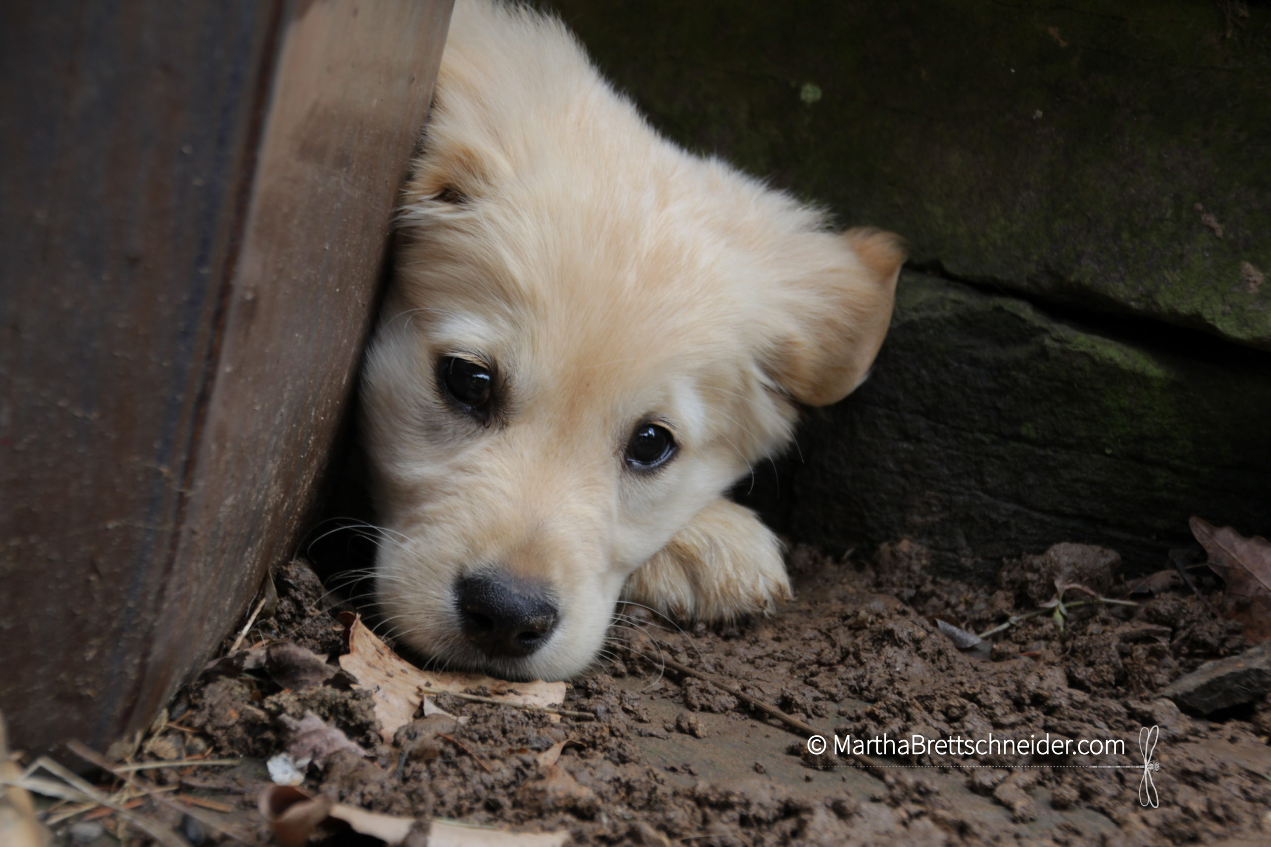 The Power of Puppies as Mindfulness Teachers: Part 2