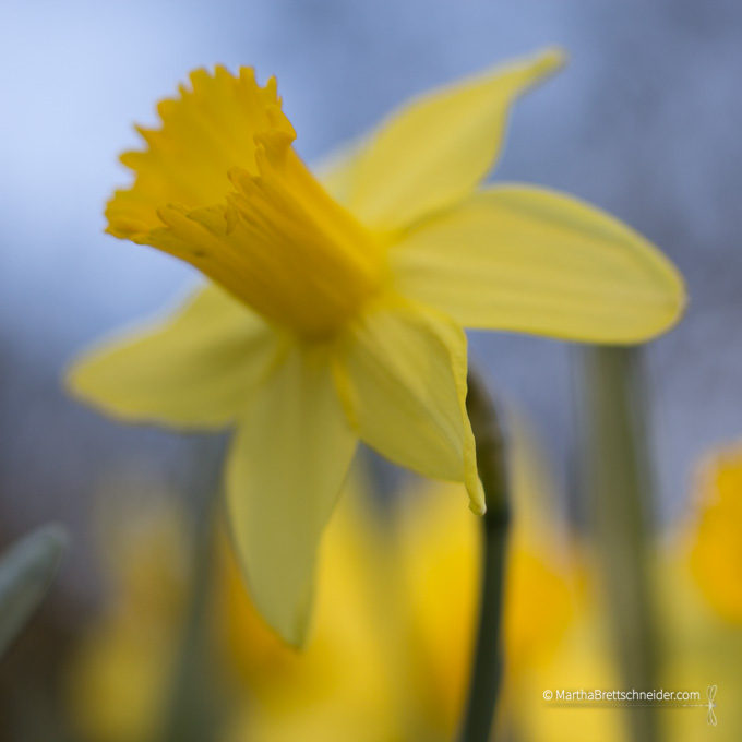 Day 10 3:16 Daffodil