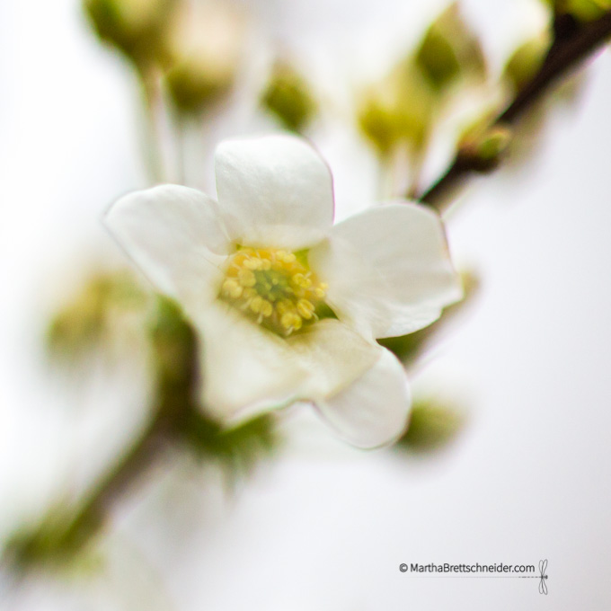 Day 15 3:16 Spirea Mellow Yellow