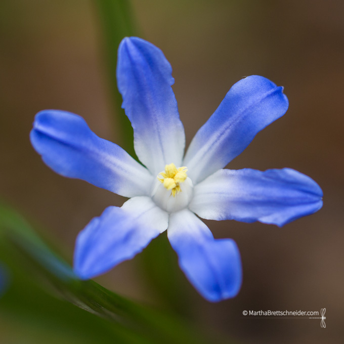 Day 17 3:16 blue flower