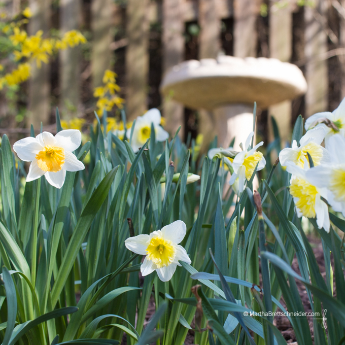 Day 23 3:16 spring daffodils