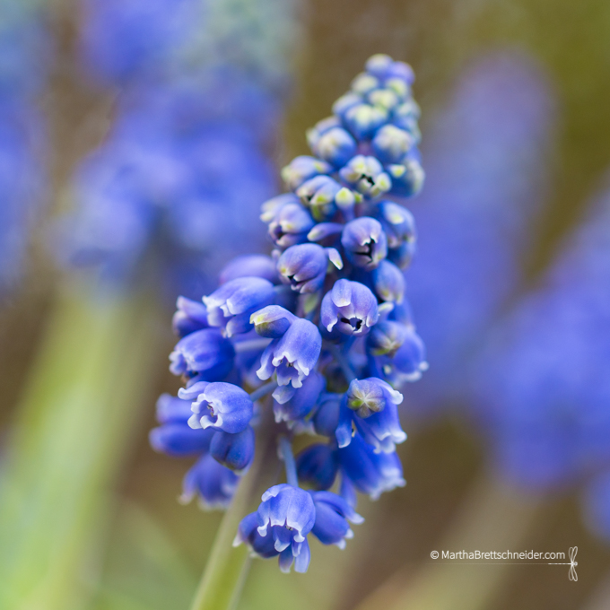 Day 26 3:16 grape hyacinth