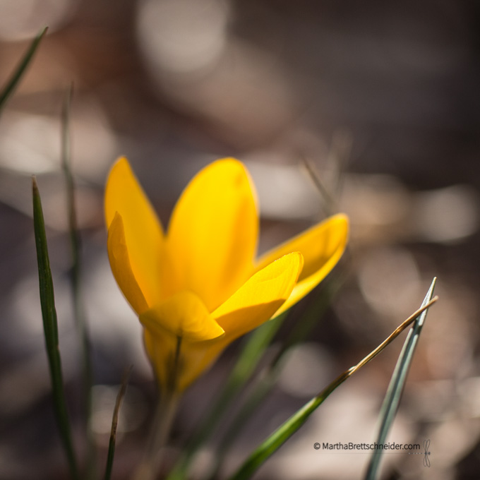 Day 8 3:16 yellow crocus