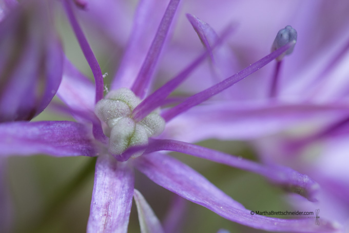 allium detail