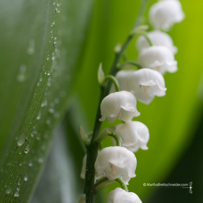 lily of the valley
