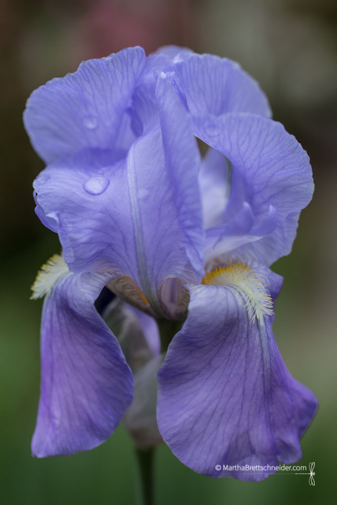 mothers day iris 2016