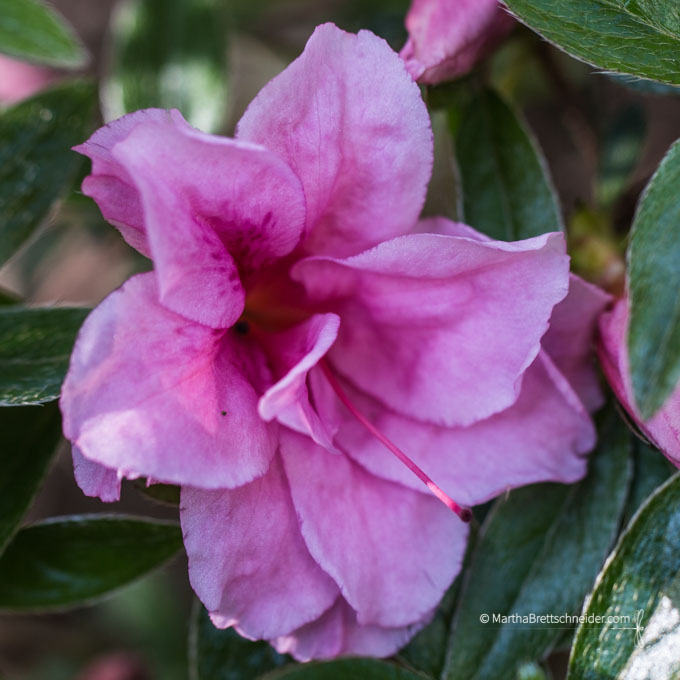 friends matter wedding gift azalea