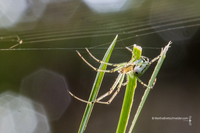 spider in the grass