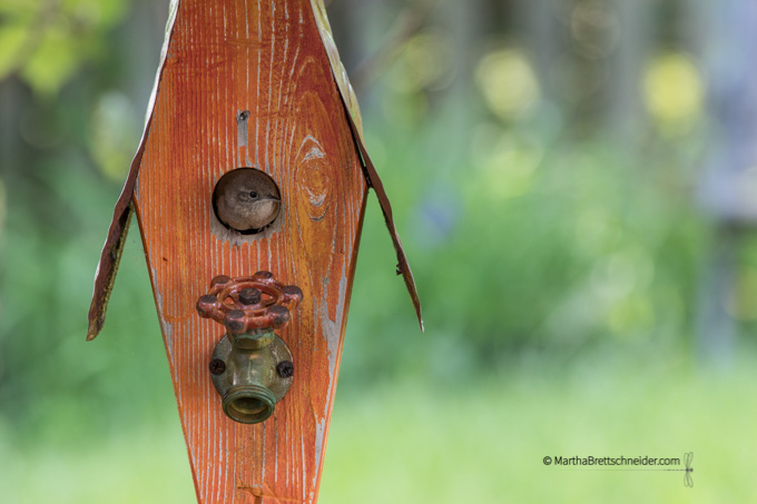 wren nesting