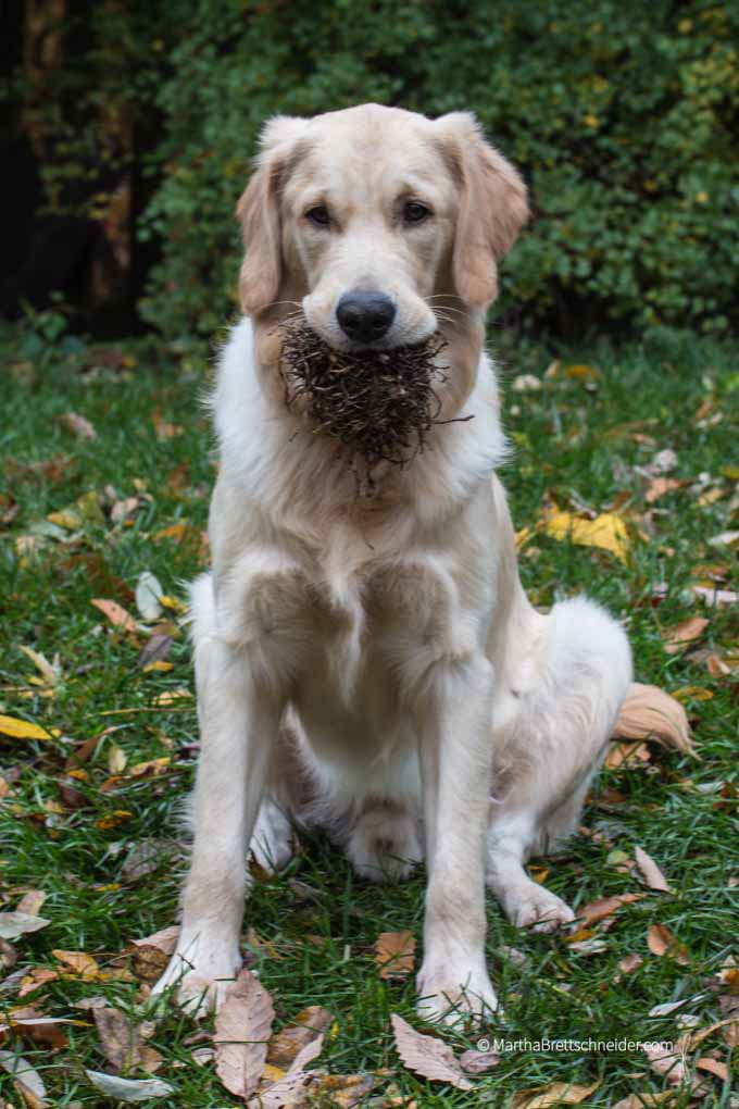 Apollo with Root Ball