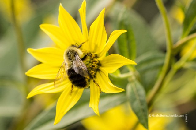 bee-on-helianthus