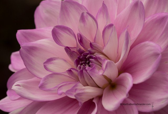 dahlia-pink