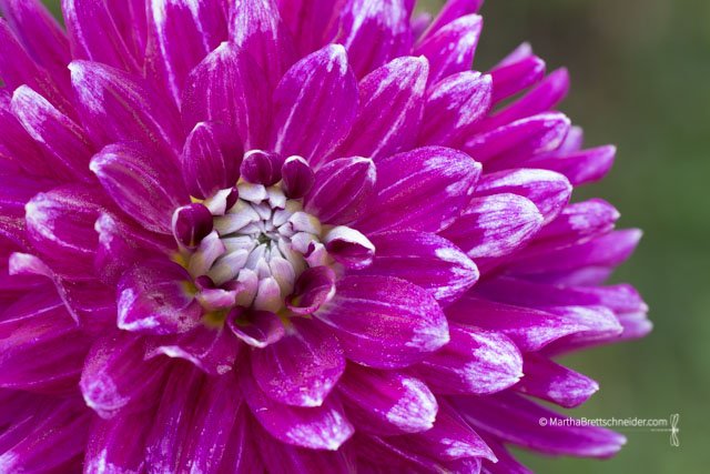 purple-dahlia