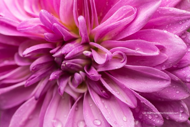 rainy-day-dahlia