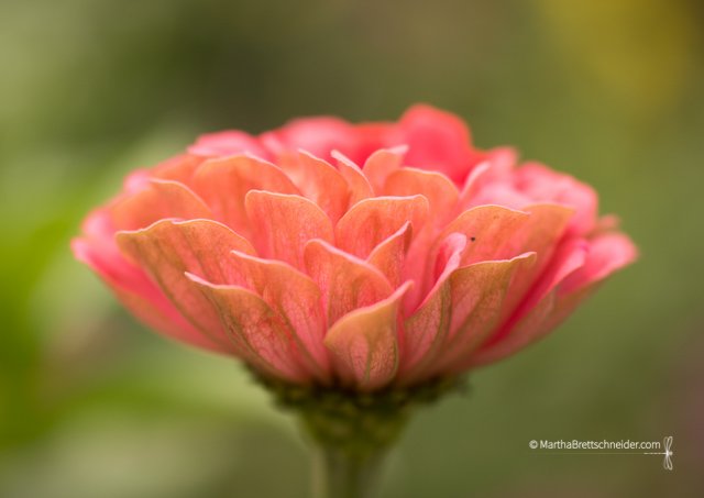 salmon-zinnia