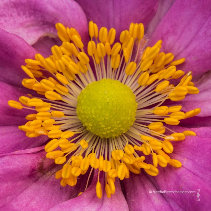 anemone-fall-blooming